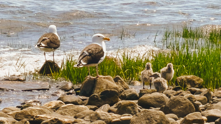 A family of seagulls by the shore