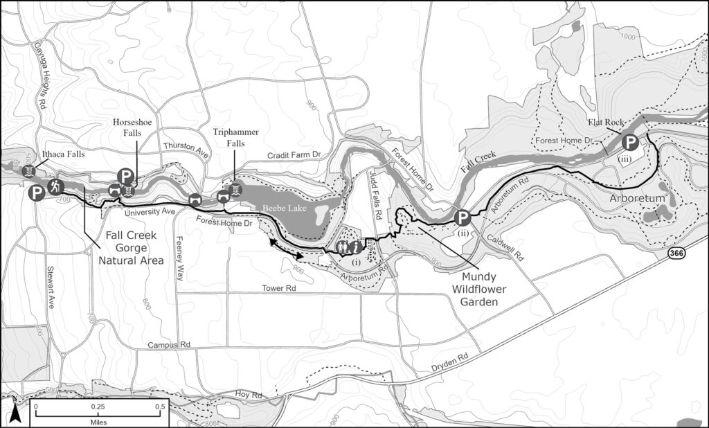 A map showing a hike in Fall Creek Gorge and the Newman Arboretum