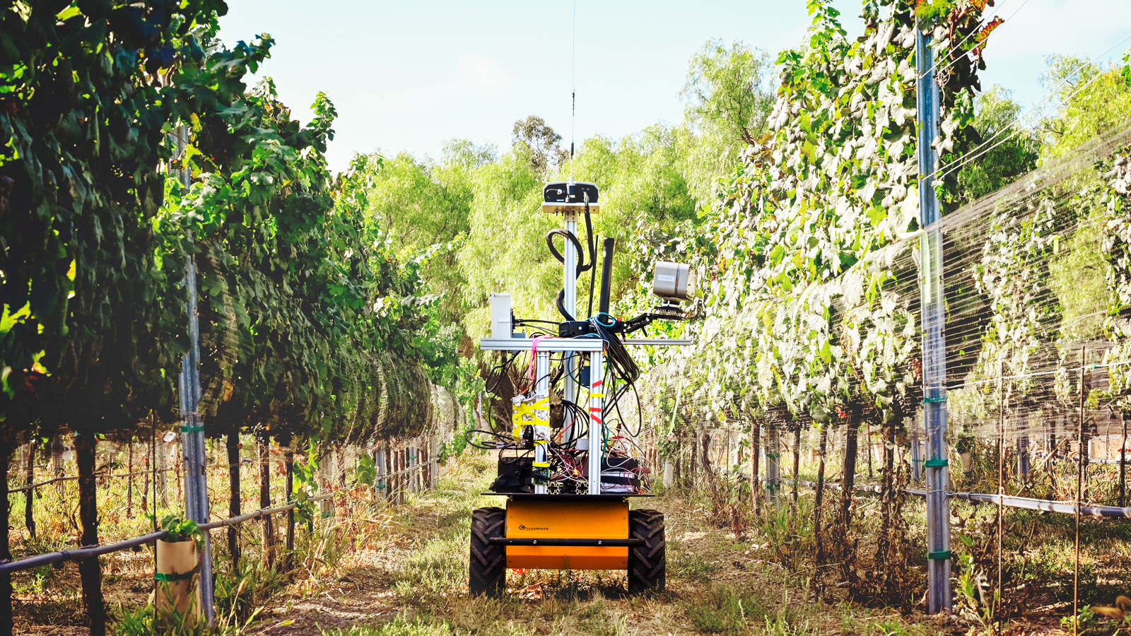 A robot wheels between two rows in a vineyard.