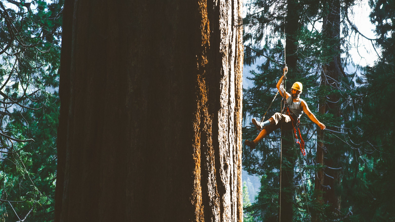 Mark Holton suspended in the air on ropes at the side of a sequoia tree.