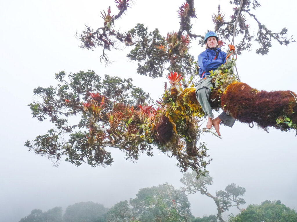 A student sits on the top of a large branch in a harness and helmet.