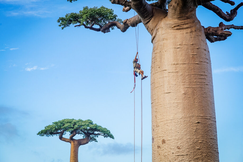 A person rappels down the side of a baobab tree in Madagascar.