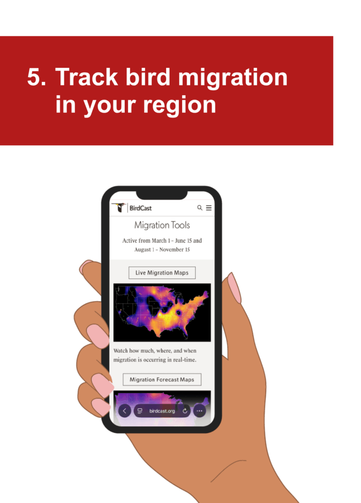 An illustration of a a hand holding a phone displaying BirdCast migration map under the heading, "5. Track bird migration in your region"