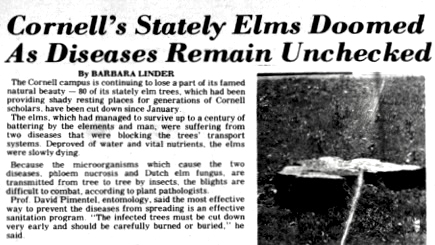 a Cornell Daily Sun headline from the early 1970s states "Cornell's Stately Elms Doomed as Diseases Remain Unchecked"