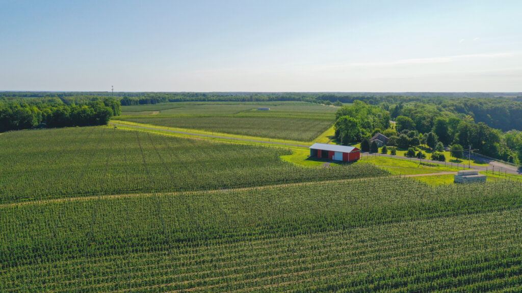 A view of acres of the apple orchards at Orchard Dale Fruit Company.