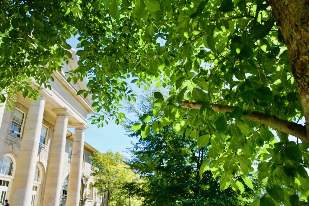 new hybrid elm trees on the Arts Quad with Goldwin Smith Hall in the background