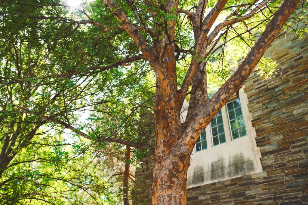 a lacebark elm tree is one of several outside Teagle Hall on campus today