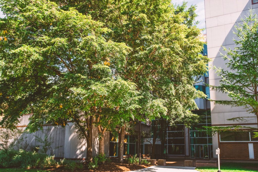 three hybrid elms outside the Biotechnology Building in 2026