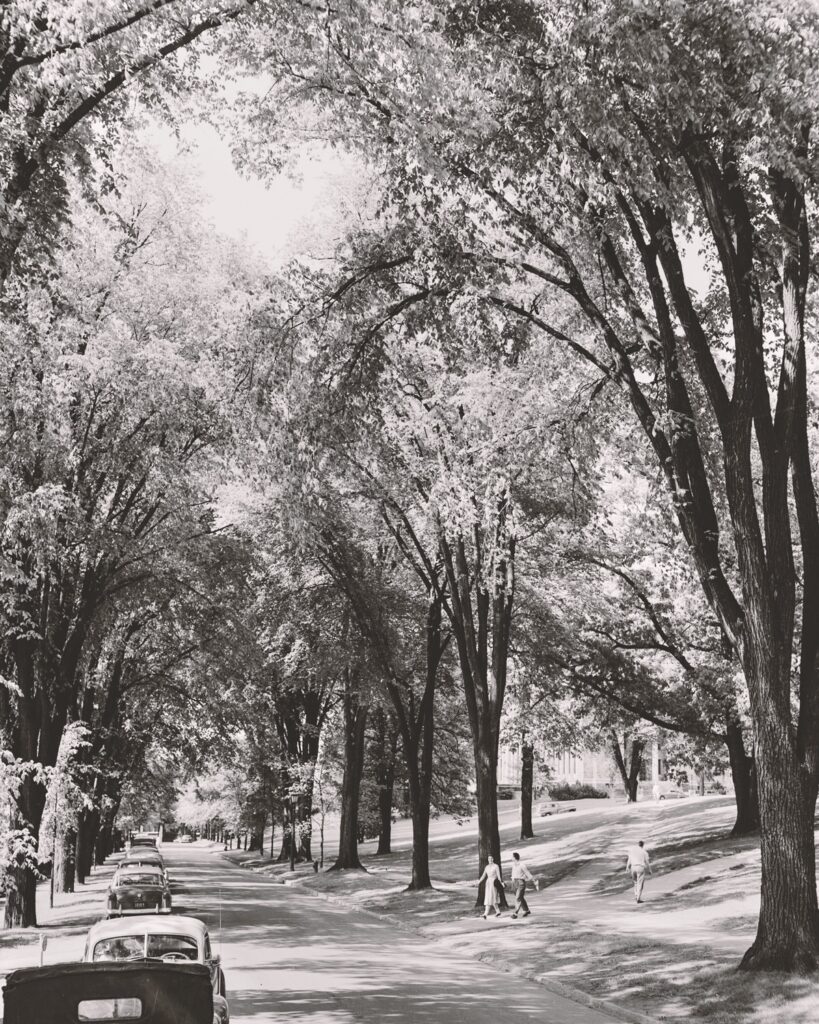 elms with their branches arching overhead, forming a canopy, along Cornell's East Avenue in 1953