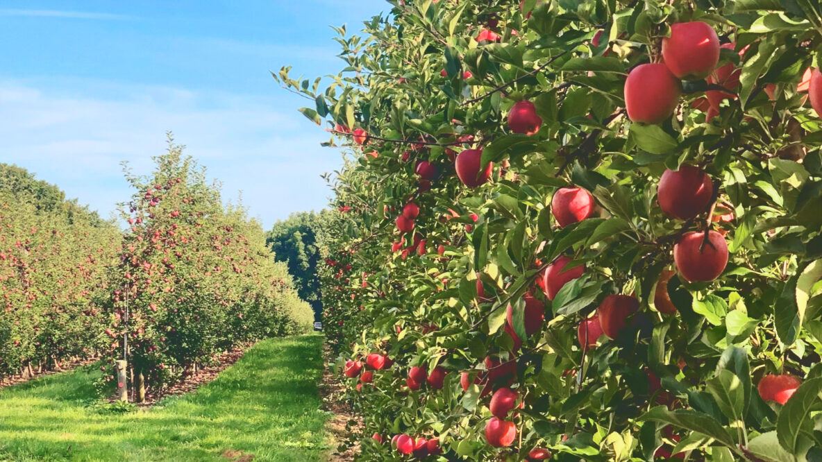 Award-Winning New York Grower Is the Apple of Everyone’s Eye