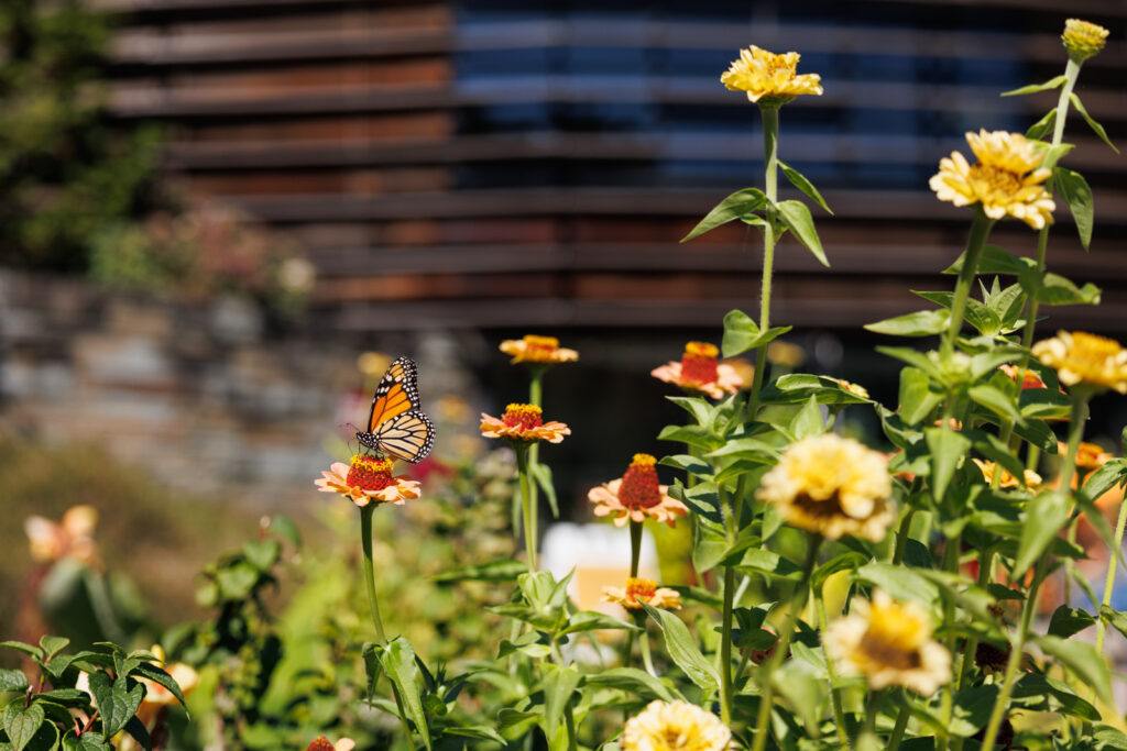 Small orange and yellow flowers with a monarch butterfly perched on one of the flowers.