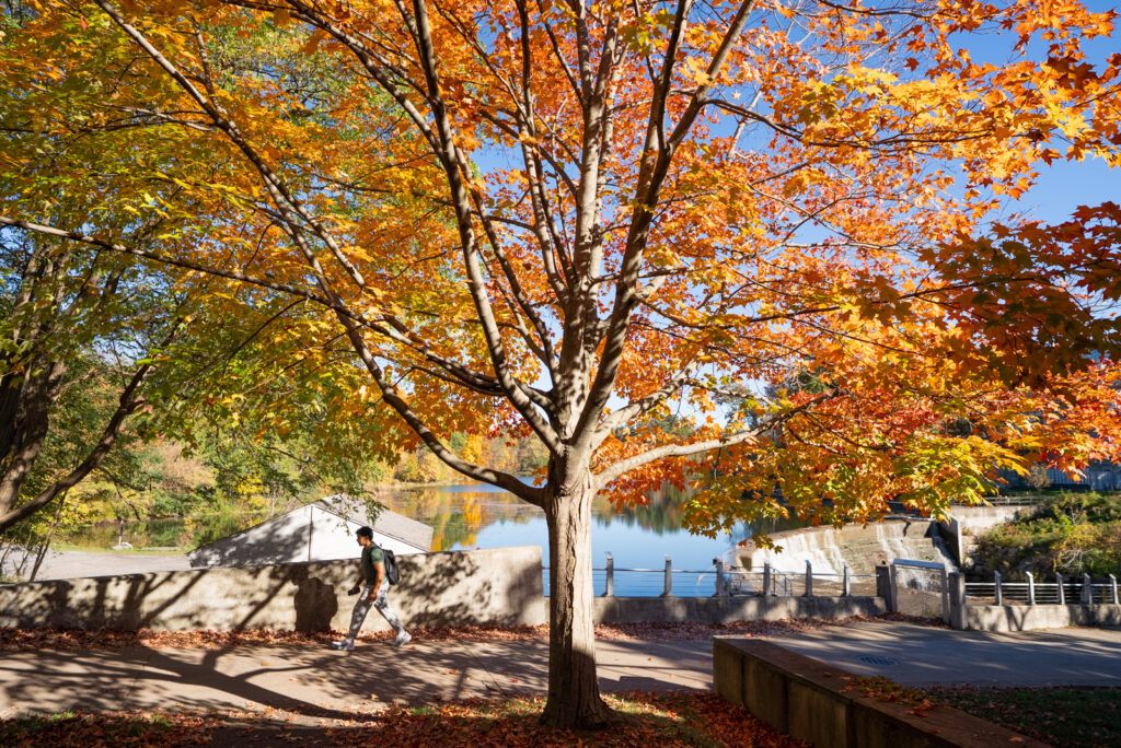 A tree at Triphammer Falls with green, yellow, and orange leaves.