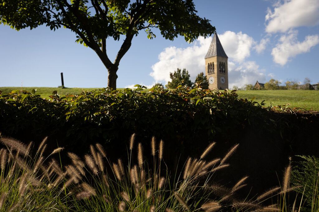 Plants, bushes, and tress with McGraw Clocktower in the background behind a blue, cloudy sky.