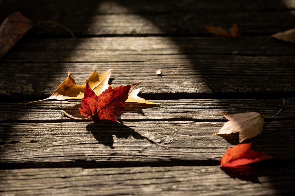 Yellow and orange fallen leaves on the wooden boards of the bridge over Flat Rock.