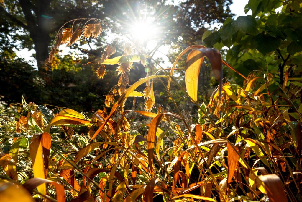 Orange and yellow leaves and flowers on the ground in Minns Garden with the sun shining through the trees in the background.