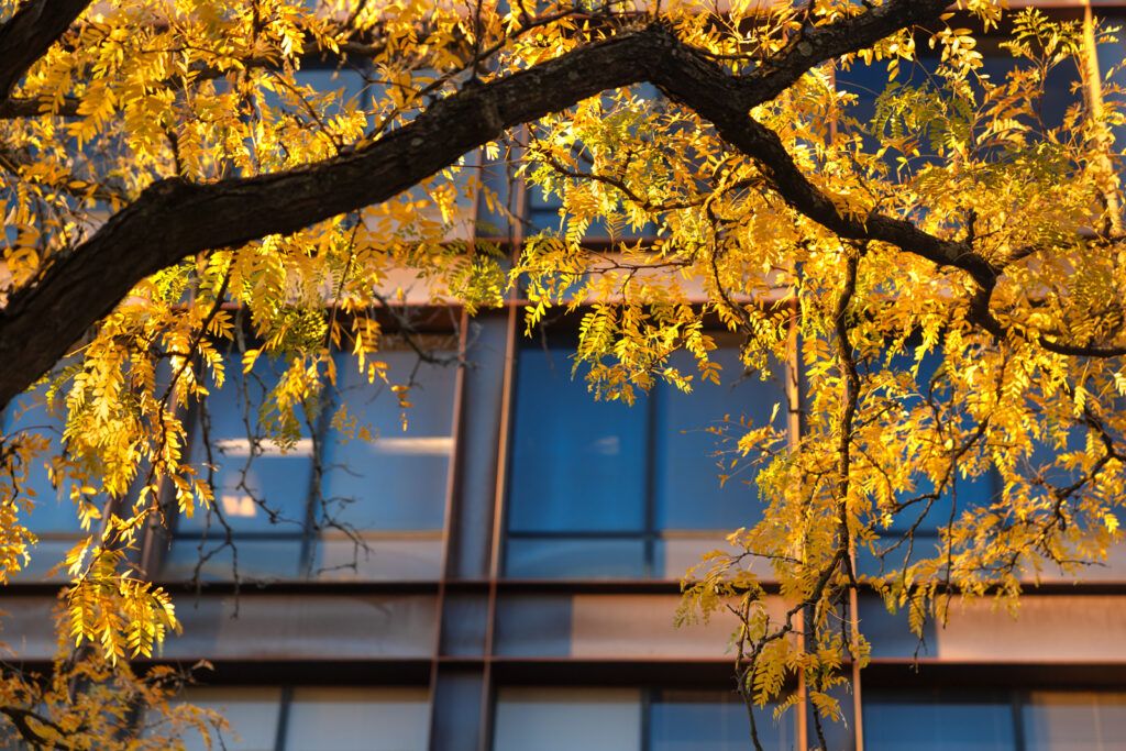 A tree branch with bright yellow leaves in front of Uris Hall.