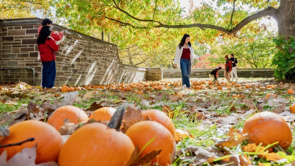 Cornell students walk through dozens of mini pumpkins sitting in the grass as part of Homecoming Weekend fall-themed activities