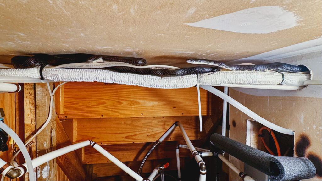rat snakes hang out in the cabin's utility closet during the colder months