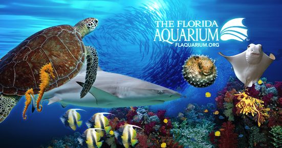 Cornell Club of Tampa Bay - A Night at the Florida Aquarium - Alumni,  parents, and friends