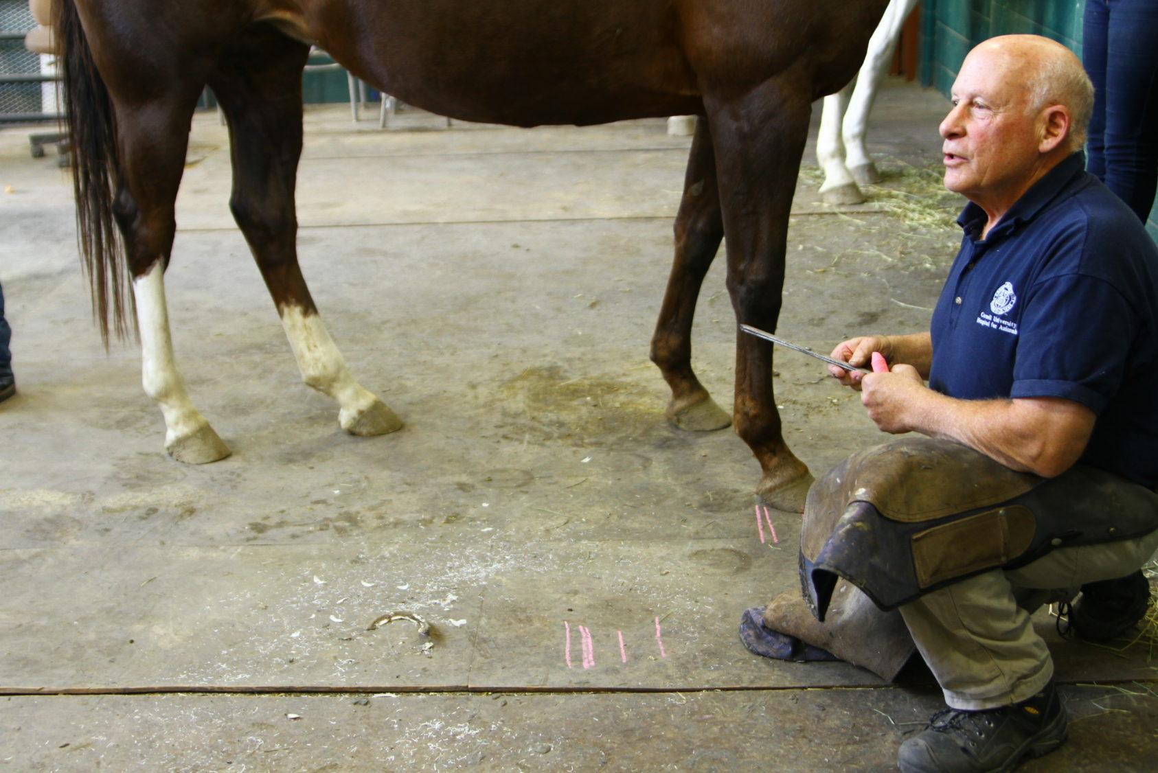 Steve Kraus, Cornell's head farrier