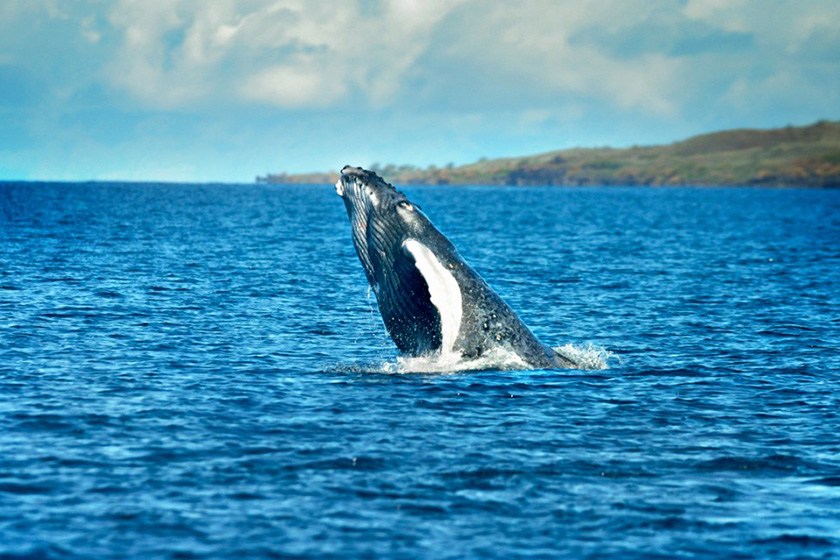A humpback whale calf surfaces in Hawaii.