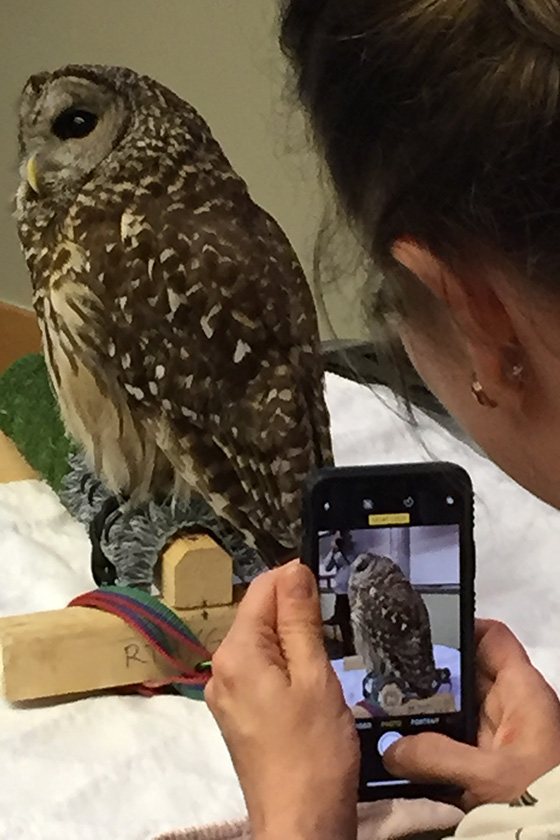 A woman takes a photo of an owl with her phone