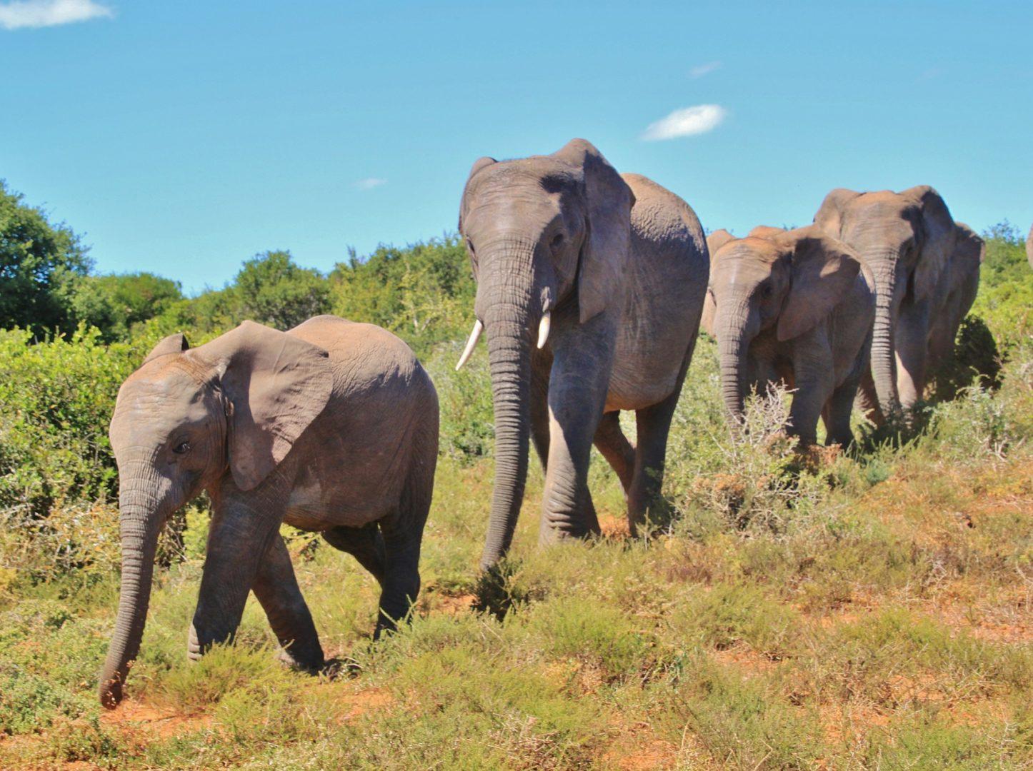 African elephants