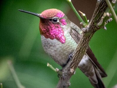 Anna's Hummingbird (California) by Gizella Nyquist