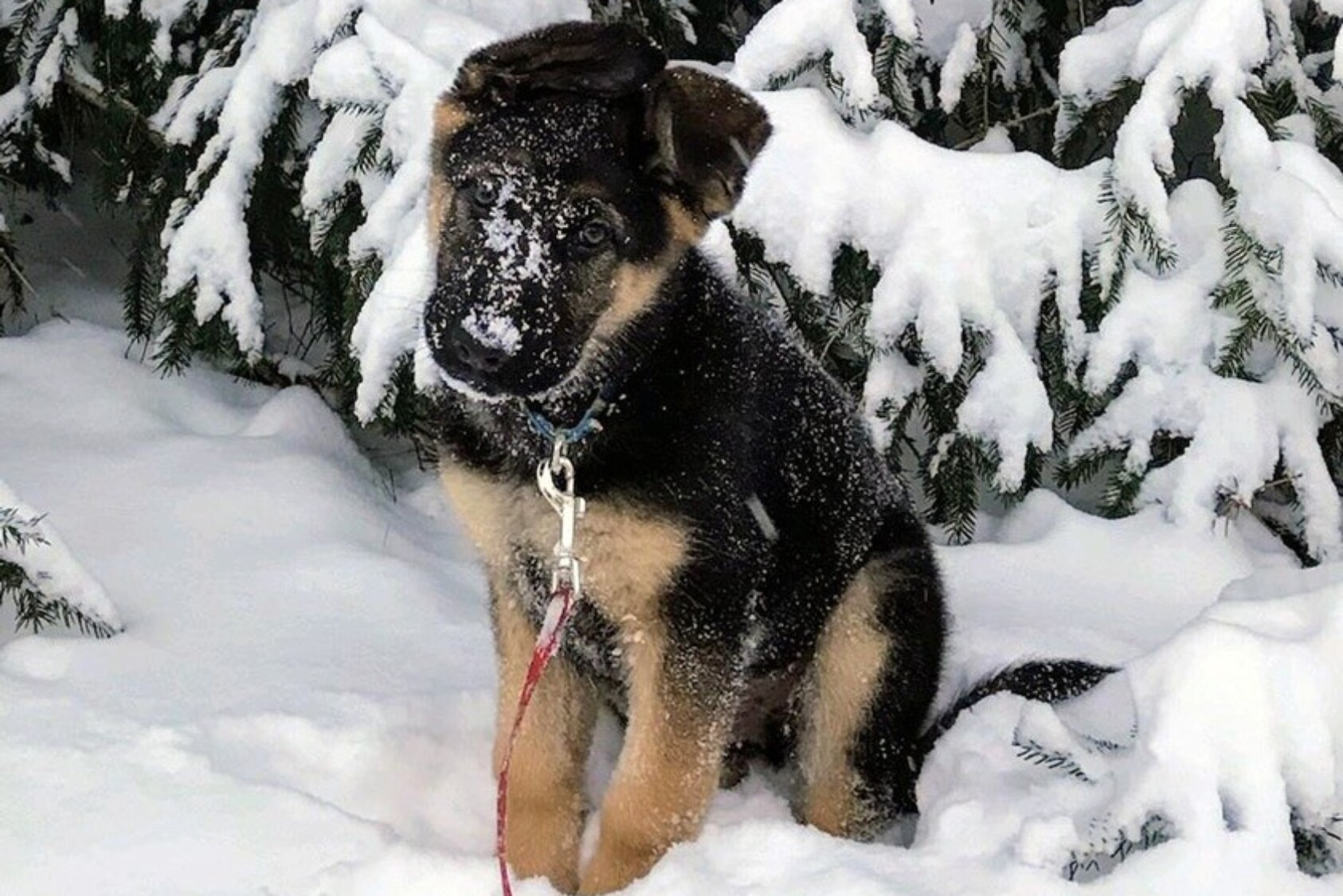 “Beau joined our family a couple of months ago. He was born on October 1, and turned four months old on February 1. This pic shows the handsome guy when he was 2.5 months old. He’s now over 40 pounds and LOVES the snow, chasing tennis balls, and playing tug!”—Lyn LaBar, associate director, Alumni Affairs and Student Programming, College of Veterinary Medicine, Cornell University