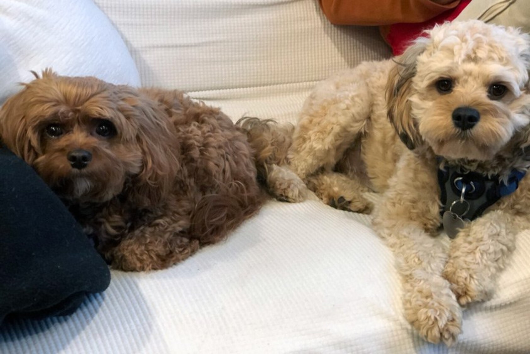 “That’s Seymour on the right, who joined us in April. He just turned one year old on January 31. He and his older sister, Maeby (on the left), are both Cavapoos. They are the sweetest dogs and have helped keep us sane during the pandemic.” —Bob Feinberg ’84, East Hampton, NY