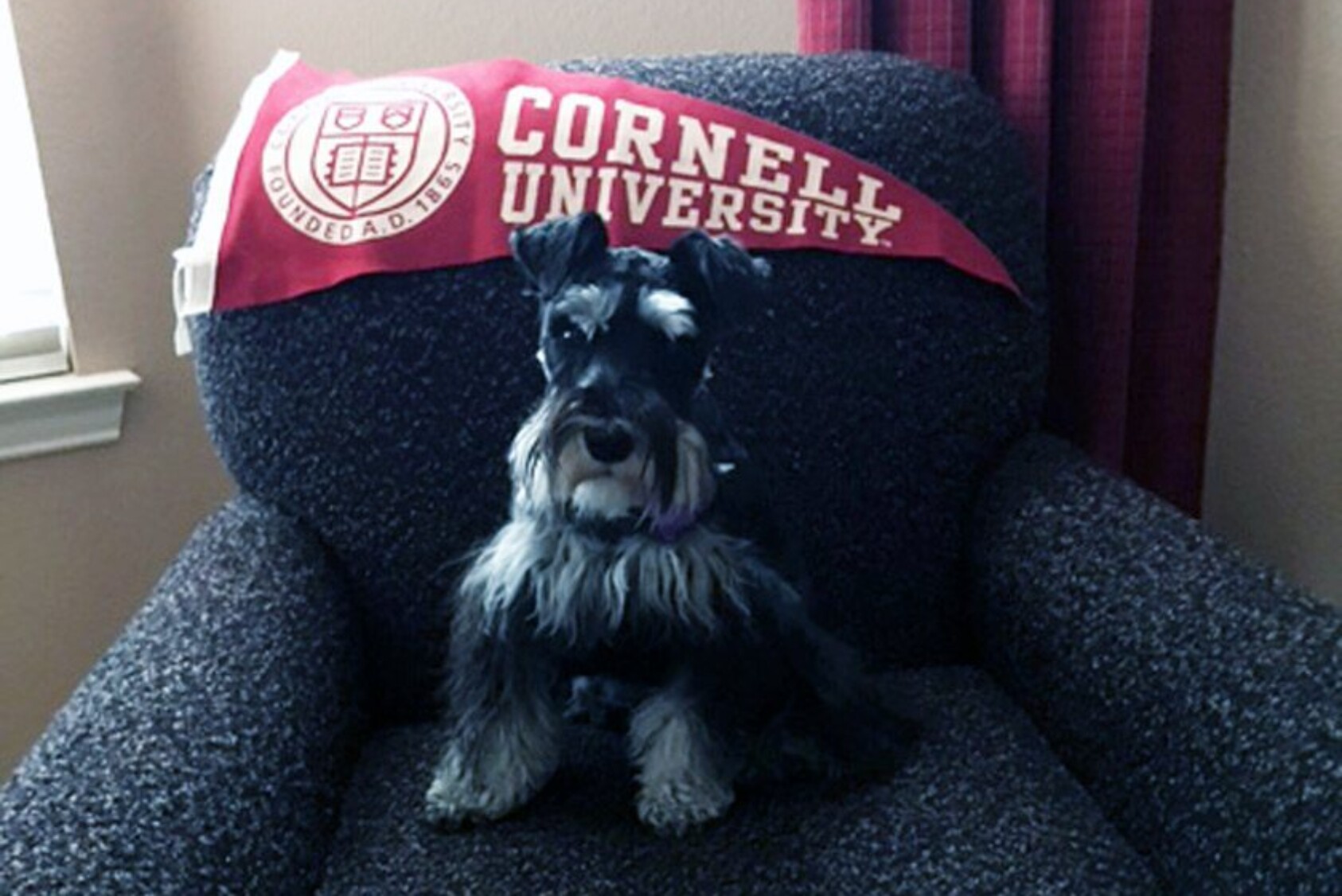 “This is Molly, our miniature Schnauzer. We brought her home in June, and she’s now about 9.5 months old. She’s high-energy, smart, and demands that you play with her. True to her terrier DNA, she’s a real ratter, having done away with at least three of the rodents in our back yard.” —Bill Barden MBA ’75, Allen, TX