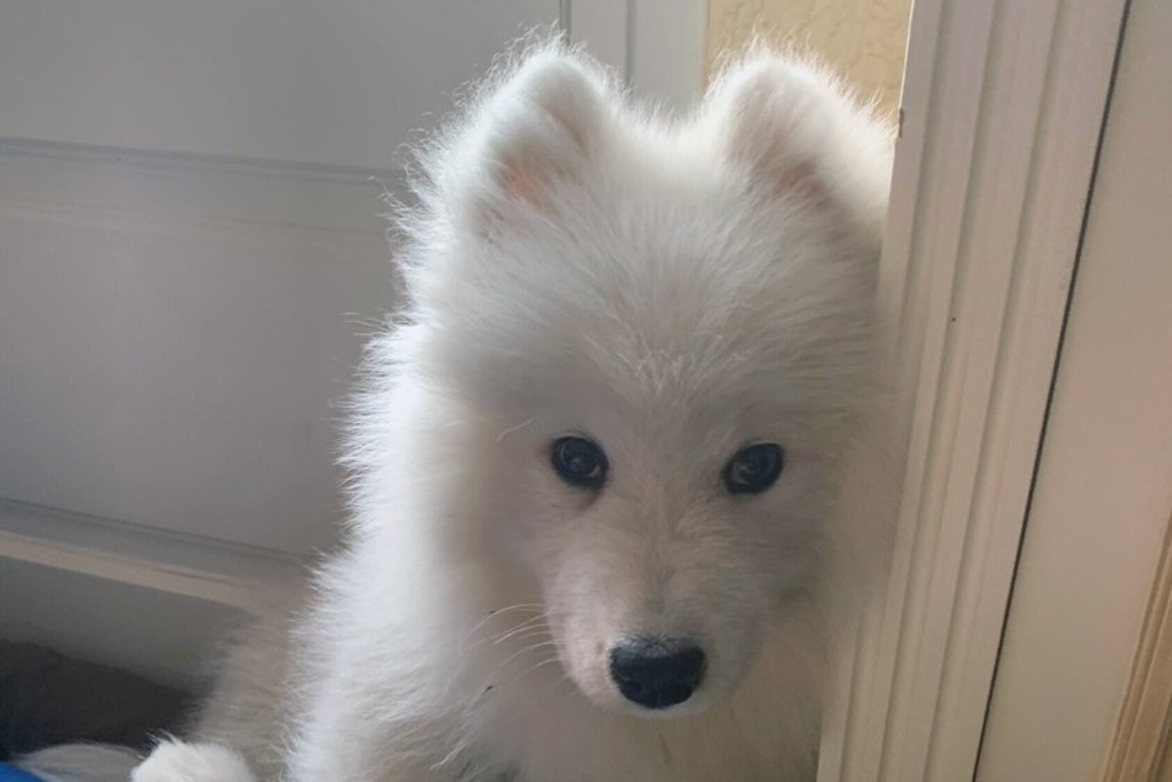 “We adopted a three-month-old puppy a couple of weeks ago, a Samoyed called River. He is adorable and has already positively changed our family of four! River brings his company to our family, as some of us are otherwise alone in the house and unable to see our friends. He is always joyful and happy to be with us, and he follows us everywhere. He is a great topic of family conversation and an occasion to solve problems together, regarding his education, feeding, activities, and health. It gives my teenage boys a sense of responsibility and maturity to be able to care for him.” —Laurent F. Paty MBA ’95, Mouans-Sartoux, France