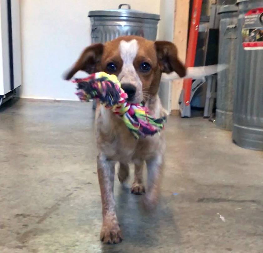 Verbena playing with a toy her future family sent her prior to her adoption.