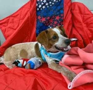 Verbena settles in for the trip home to New York. “Our 20-hour trip home was an adventure—with a wiggly, happy puppy in the backseat,” Holly says.