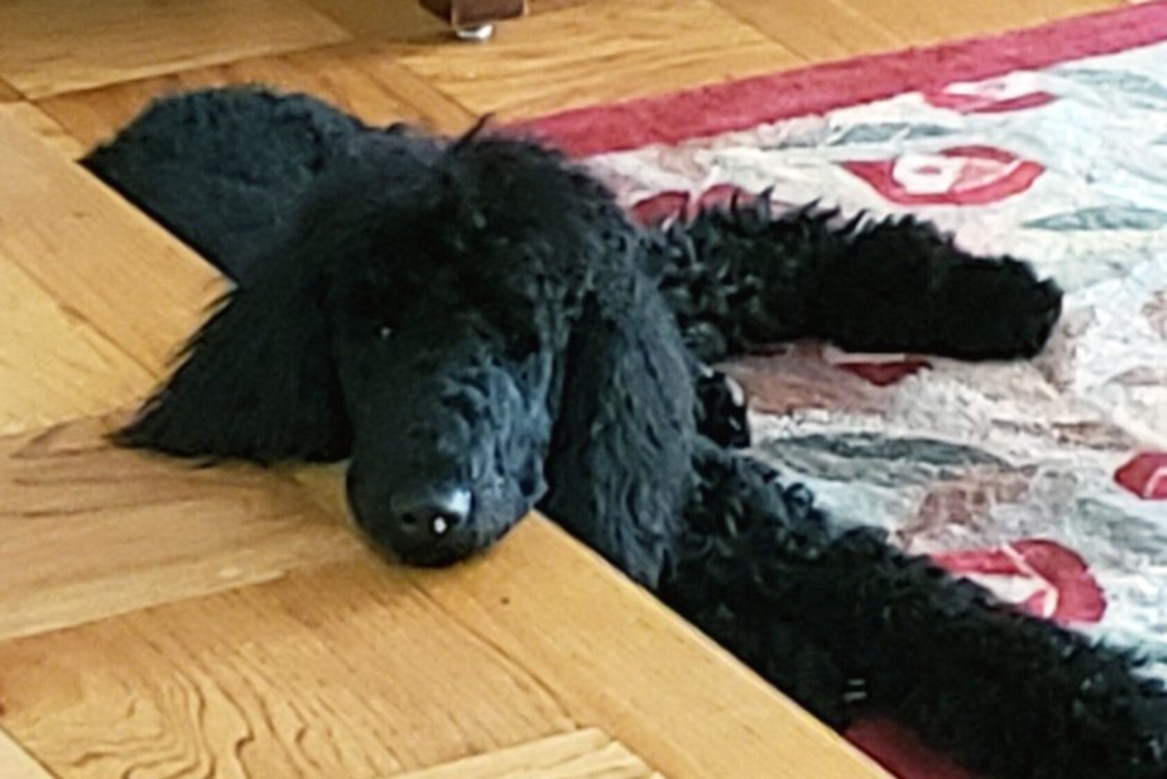 “Meet Yadi: an ink-black, Standard Poodle puppy named after Cardinals’ awesome catcher Yadier Molina. Yes, Yadi is an EXCELLENT catcher! We got him on March 21, and now he’s 13 months old. We take a million pictures, but he’s so black that he looks like a blob. At night, he melts into the shadows and you literally cannot see him. When you can see him and hug him, he is the fluffiest, sweetest, most lovable creature!” —Laurie Gibson Lindberg ’79, Annandale, VA