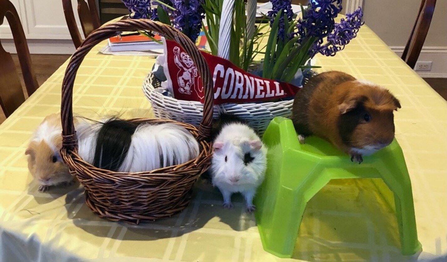 Four guinea pigs that were adopted in July from New Jersey Guinea Pig Rescue. (from L to R) Butter, Moo, Cookie, and Charlie are in training to become therapy guinea pigs says proud owner, Elizabeth Lynch ’90, DVM ’95.