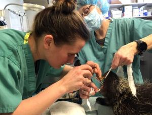 Dr. Cindy Hopf performs endoscopic intubation on an anesthetized North American porcupine in April 2019.
