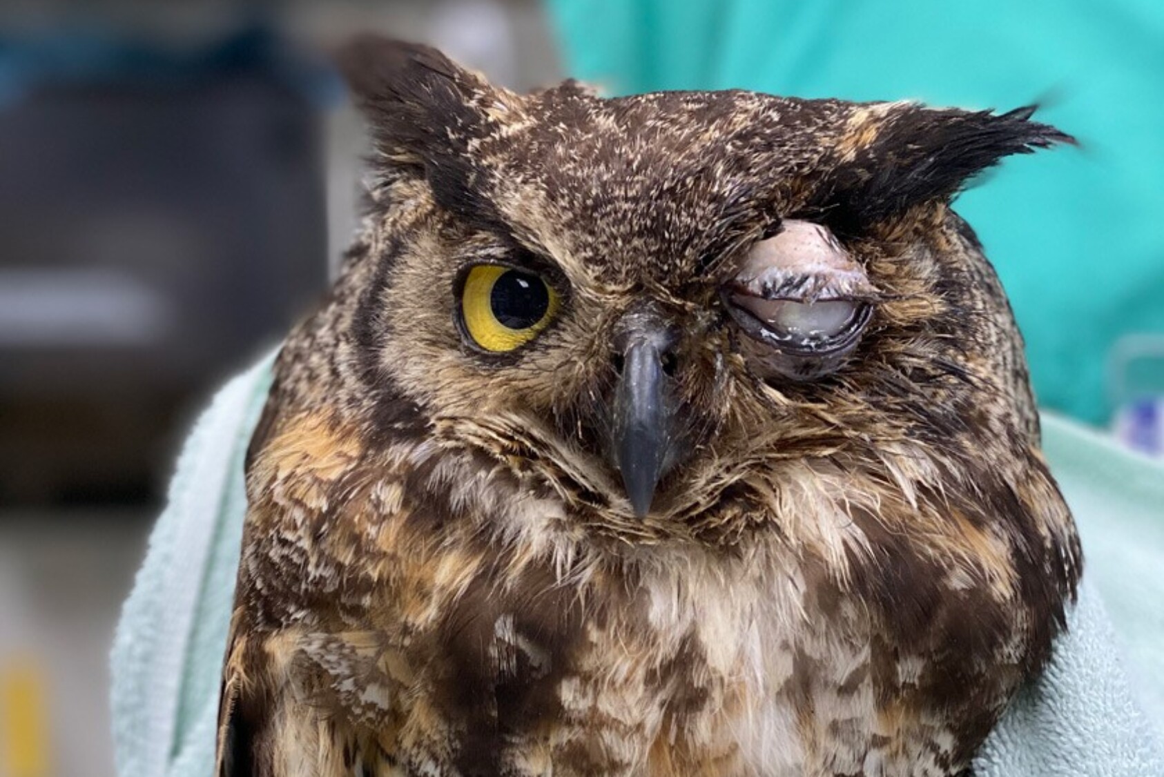 A great horned owl with a severe infection of the left eye.