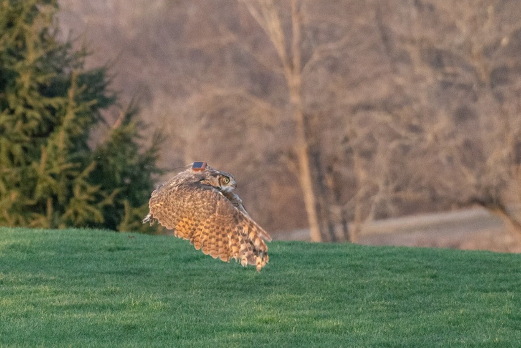 Wearing a satellite transmitter, the owl will be tracked as part of a research study the hospital is performing on post-release survival of one-eyed owls.