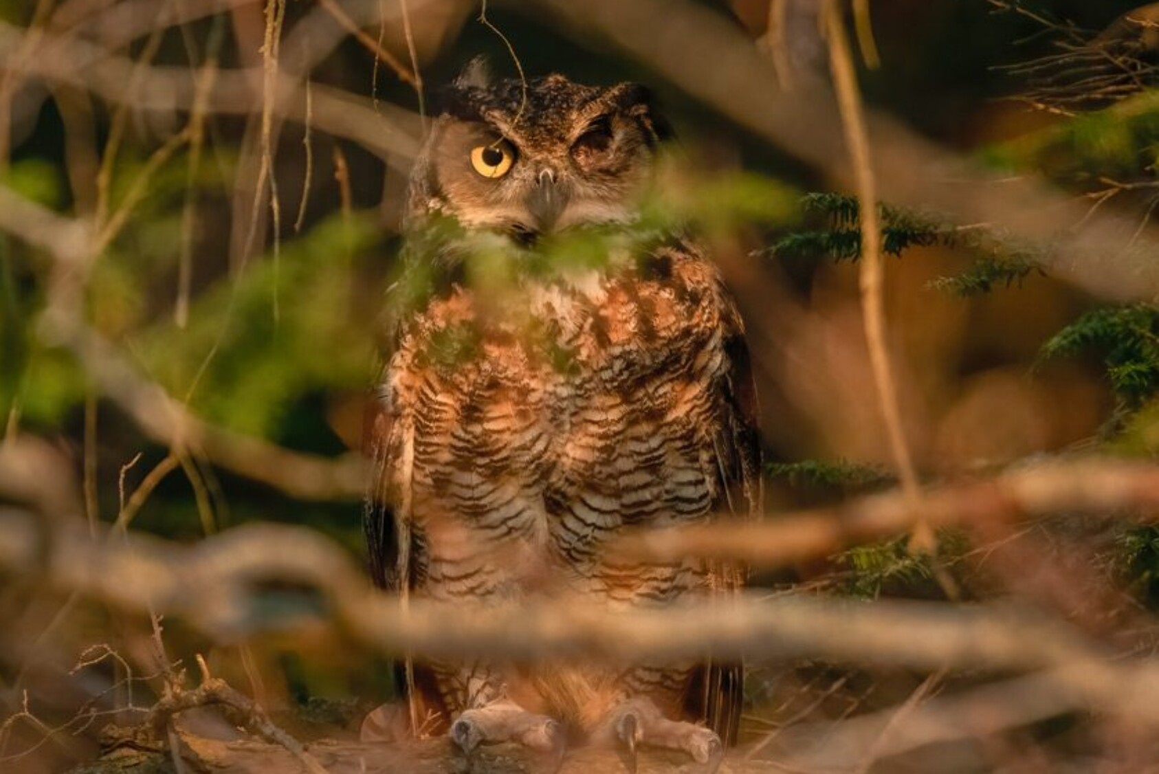 The owl was returned to his home territory after a long hospitalization. Here, he looks out from a thickly wooded area where he landed after being released from the transport carrier.