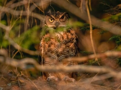 The owl was returned to his home territory after a long hospitalization. Here, he looks out from a thickly wooded area where he landed after being released from the transport carrier.
