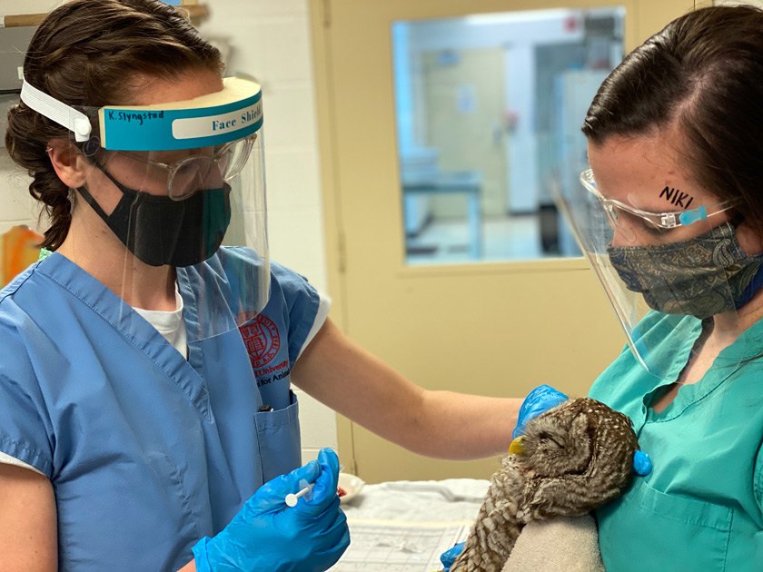 Kate Slyngstad ’22 administers eye drops to a Barred Owl with head trauma, held by veterinary technician Niki Mitchell.