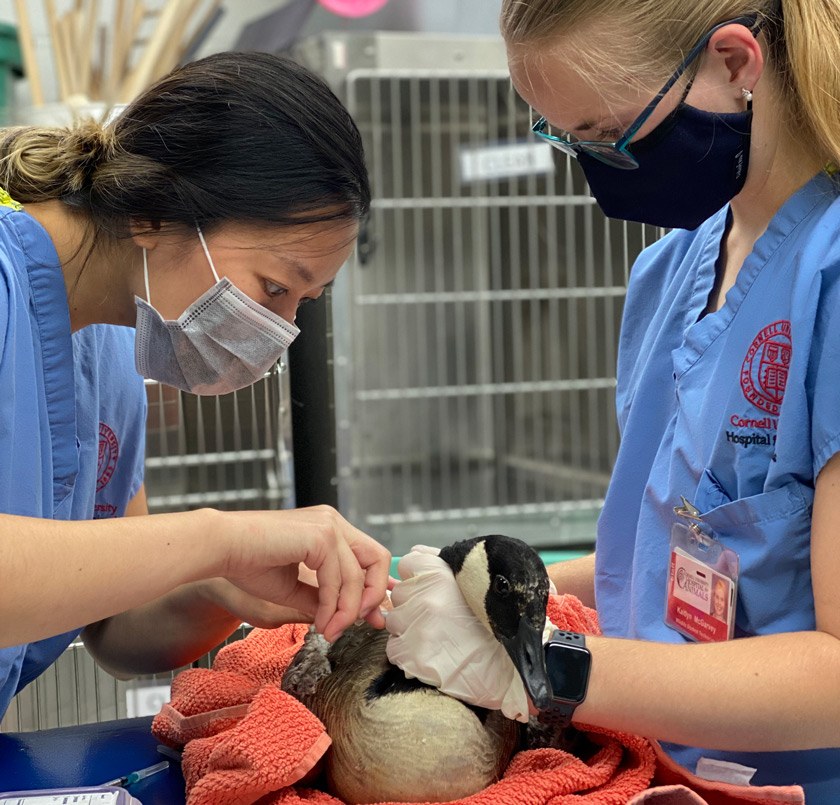 Lesley Chiu ’21 (left) administers treatments to a Canada goose held by Kaitlyn McGarvey ’22.