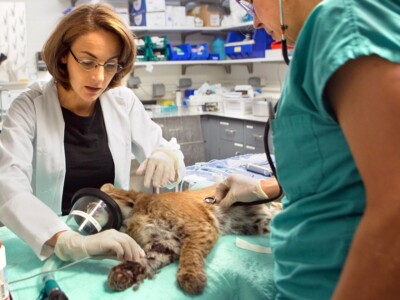 Dr. Sara Childs-Sanford performs a recheck examination on a bobcat in August 2017, to ensure a surgically repaired leg fracture is healing properly.