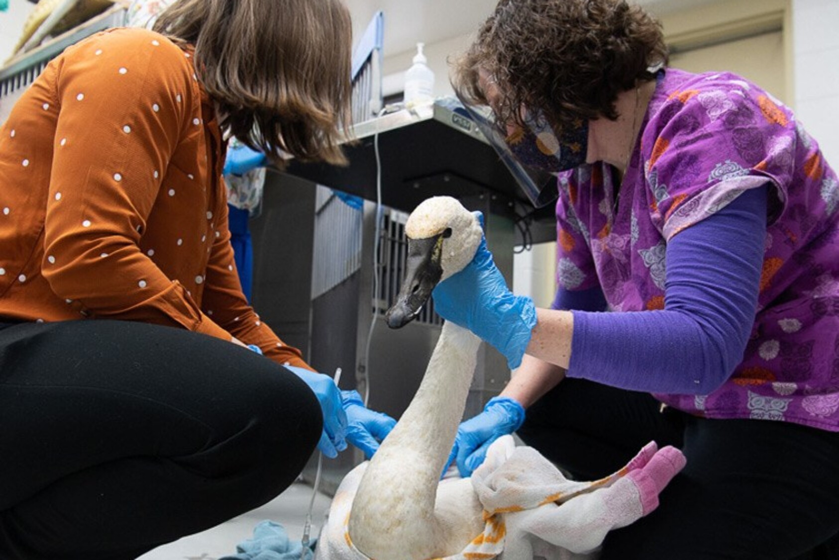 A Tundra Swan being treated for injuries related to fishing line entanglement by Dr. Cindy Hopf (left) and veterinary technician Tina Hlywa (right).