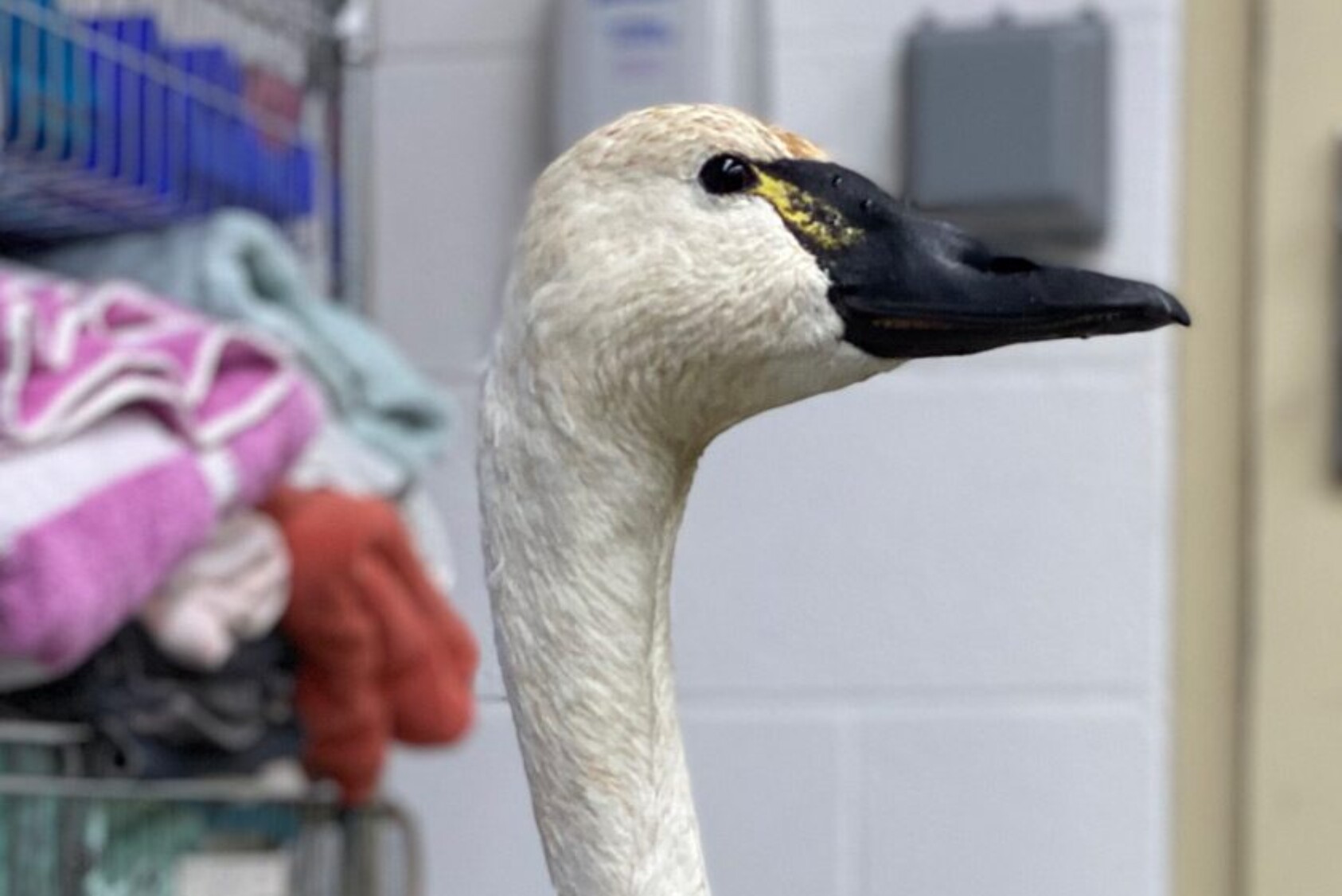 Tundra Swan head shot