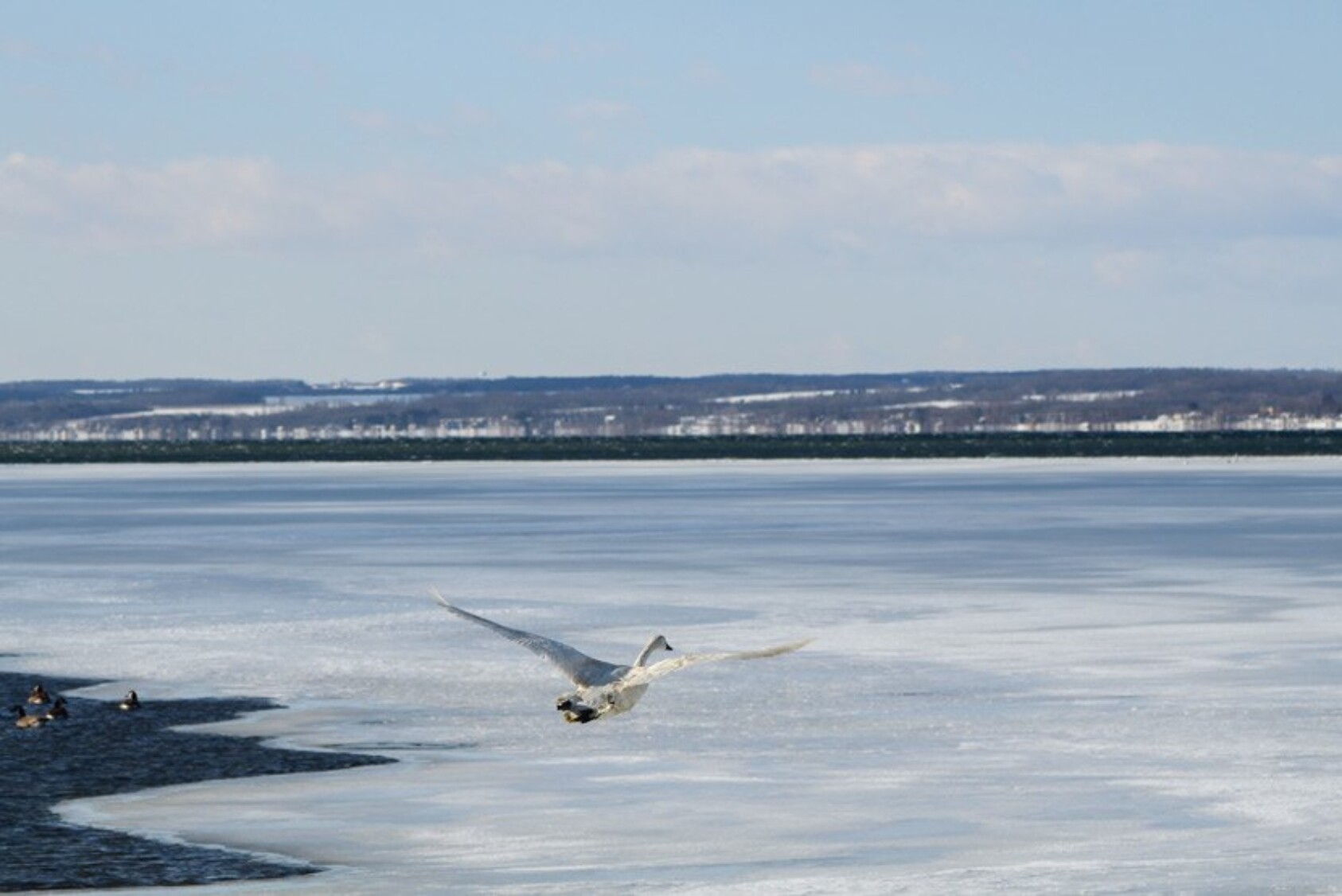 The Tundra Swan was eventually released where it was originally found on Cayuga Lake.