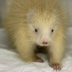 This rare albino porcupine made a full recovery and is now an ambassador for her species and for native wildlife at The Wild Center in Tupper Lake.