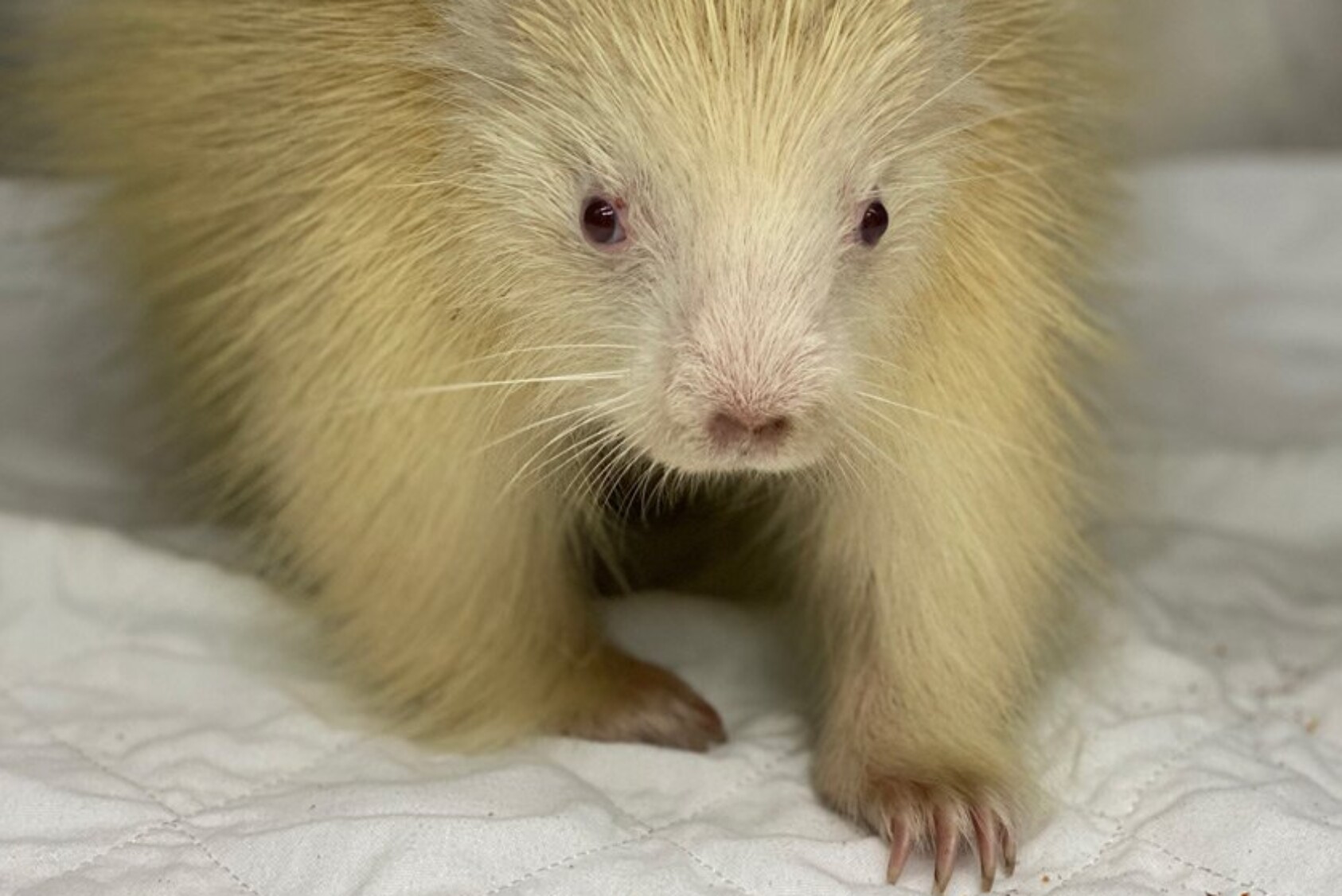 A mysterious ball of white fluff identified as a rare albino porcupine