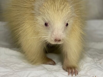 This rare albino porcupine made a full recovery and is now an ambassador for her species and for native wildlife at The Wild Center in Tupper Lake.